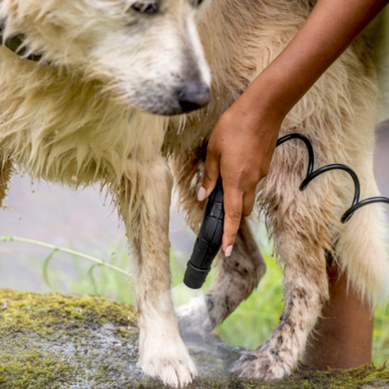 Pet