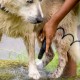 Pet