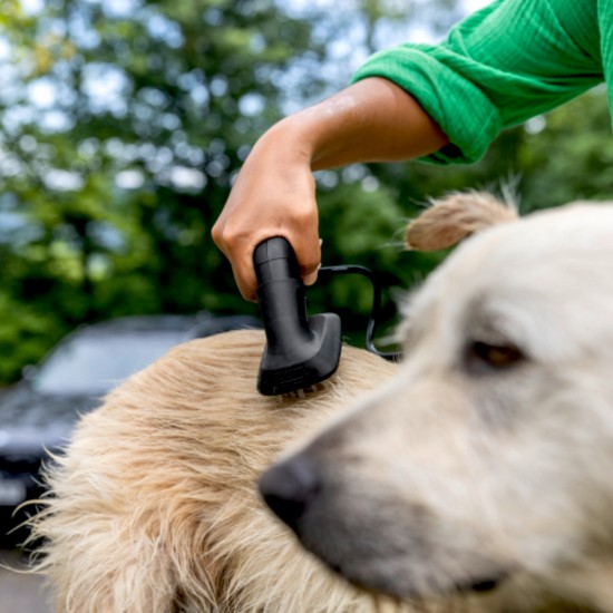 Pet